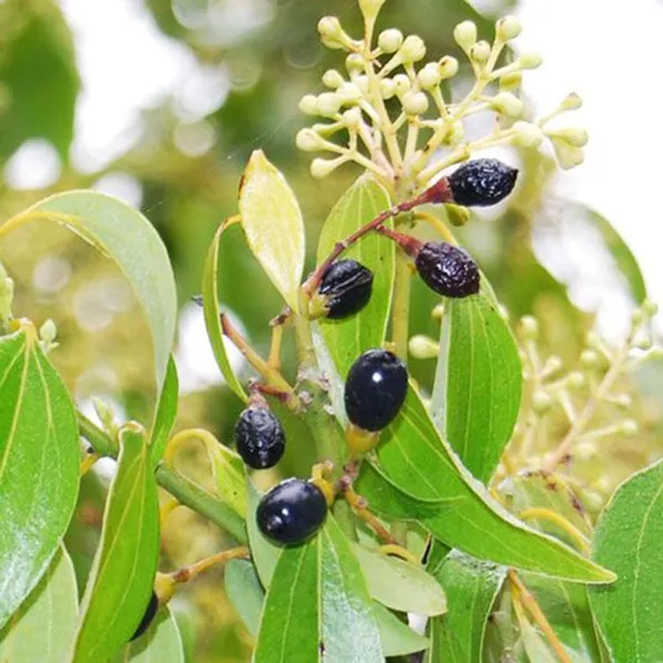 Dal_Chini_Karuvapatta_Cinnamon_Spice_Plant_(1.5-3_Feet_Height)