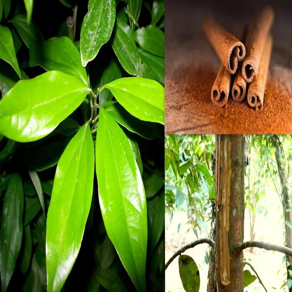 Dal_Chini_Karuvapatta_Cinnamon_Spice_Plant_(1.5-3_Feet_Height)