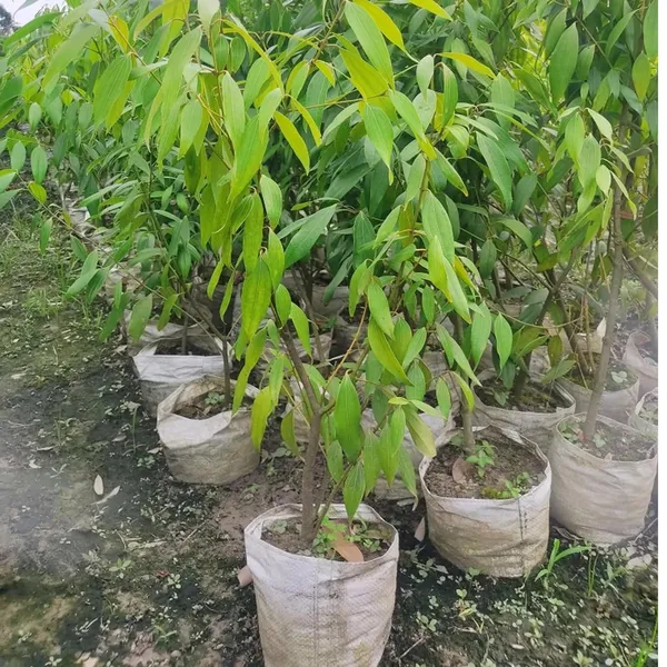 Dal_Chini_Karuvapatta_Cinnamon_Spice_Plant_(1.5-3_Feet_Height)