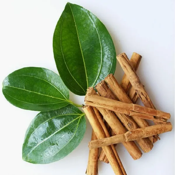 Dal_Chini_Karuvapatta_Cinnamon_Spice_Plant_(1.5-3_Feet_Height)