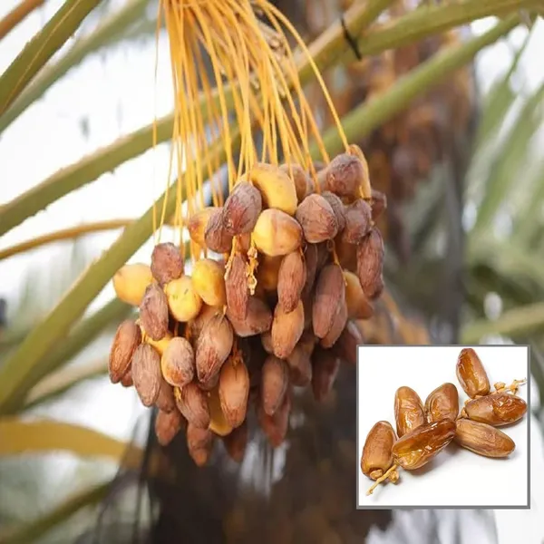 Amber_Dates_Palm_Arabian_Khurma_Khajoor_Dwarf_Fruit_Plant_(1.5-3_Feet_Height)