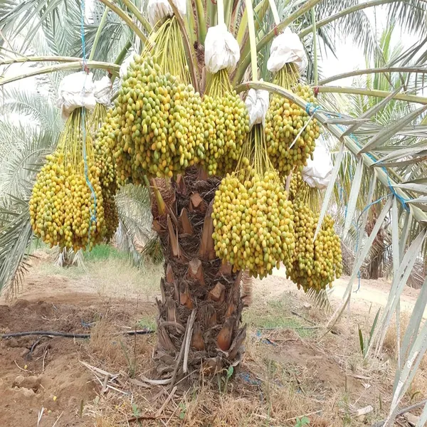 Amber_Dates_Palm_Arabian_Khurma_Khajoor_Dwarf_Fruit_Plant_(1.5-3_Feet_Height)