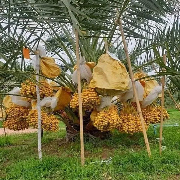 Amber_Dates_Palm_Arabian_Khurma_Khajoor_Dwarf_Fruit_Plant_(1.5-3_Feet_Height)