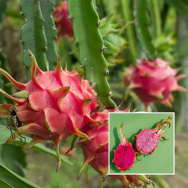 Pink_Dragon_Fruit_Cutting/Grafted_Fruit_Plant_(1-2_Feet_Height)