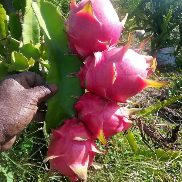 Pink_Dragon_Fruit_Cutting/Grafted_Fruit_Plant_(1-2_Feet_Height)