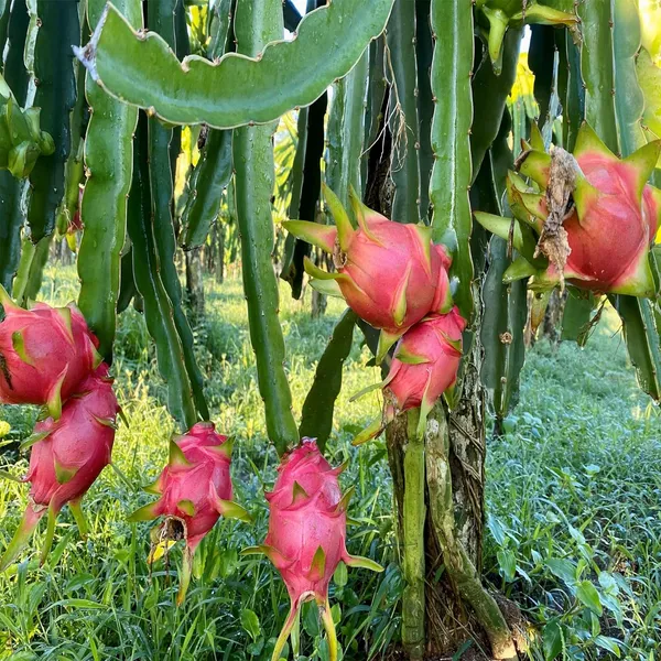 Pink_Dragon_Fruit_Cutting/Grafted_Fruit_Plant_(1-2_Feet_Height)