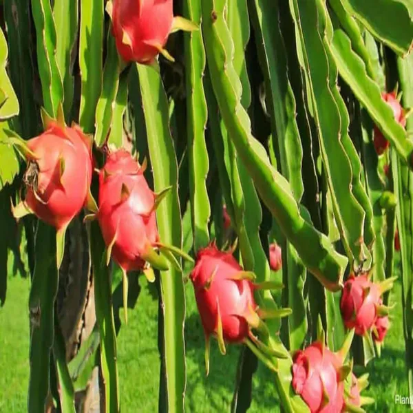 White_Dragon_Fruit_Cutting/Grafted_Fruit_Plant_(1-2_Feet_Height)