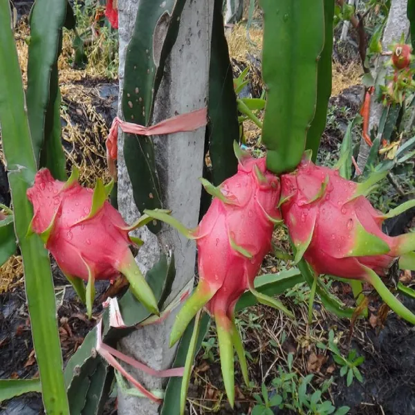 White_Dragon_Fruit_Cutting/Grafted_Fruit_Plant_(1-2_Feet_Height)