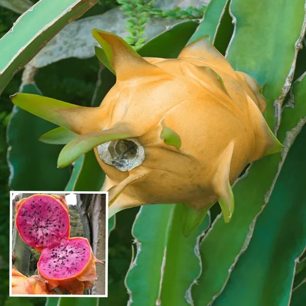 Hawaiian_Orange_Dragon_Fruit_Cutting/Grafted_Fruit_Plant_(1-2_Feet_Height)