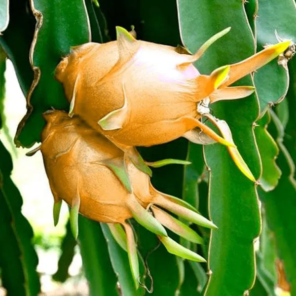 Hawaiian_Orange_Dragon_Fruit_Cutting/Grafted_Fruit_Plant_(1-2_Feet_Height)