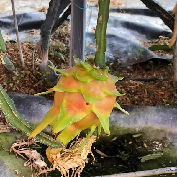 Hawaiian_Orange_Dragon_Fruit_Cutting/Grafted_Fruit_Plant_(1-2_Feet_Height)