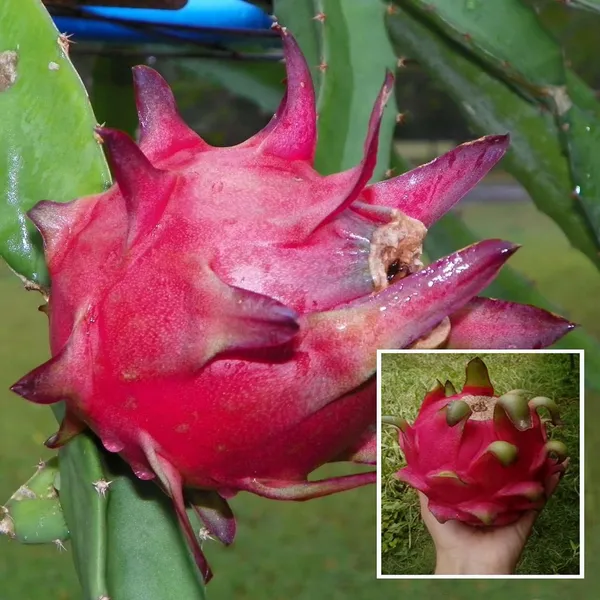 Siam_Red_Dragon_Fruit_Cutting/Grafted_Fruit_Plant_(1-2_Feet_Height)