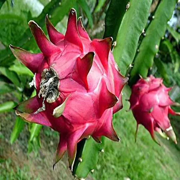 Siam_Red_Dragon_Fruit_Cutting/Grafted_Fruit_Plant_(1-2_Feet_Height)