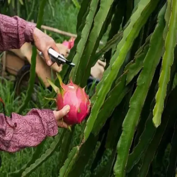 Siam_Red_Dragon_Fruit_Cutting/Grafted_Fruit_Plant_(1-2_Feet_Height)
