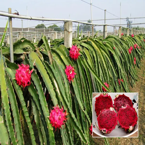 Siam_Red_Dragon_Fruit_Cutting/Grafted_Fruit_Plant_(1-2_Feet_Height)