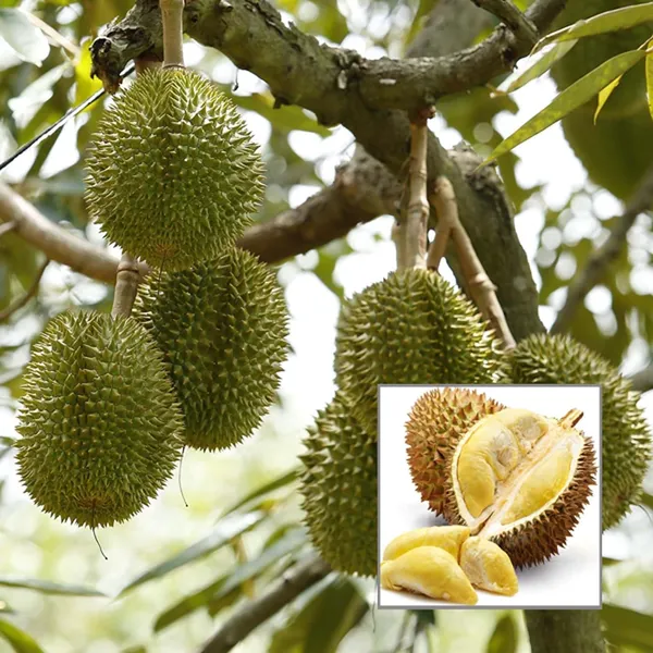 Duriyan_Durian_Durio_Zibethinus_Fruit_Plant_(1.5-3_Feet_Height)