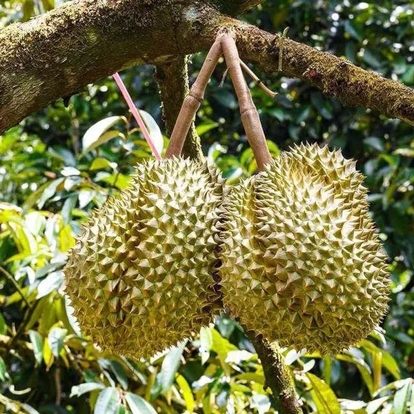 Duriyan_Durian_Durio_Zibethinus_Fruit_Plant_(1.5-3_Feet_Height)