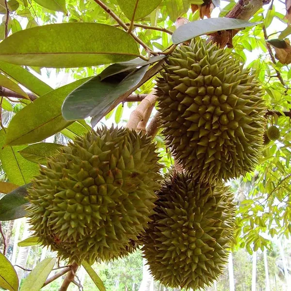 Duriyan_Durian_Durio_Zibethinus_Fruit_Plant_(1.5-3_Feet_Height)