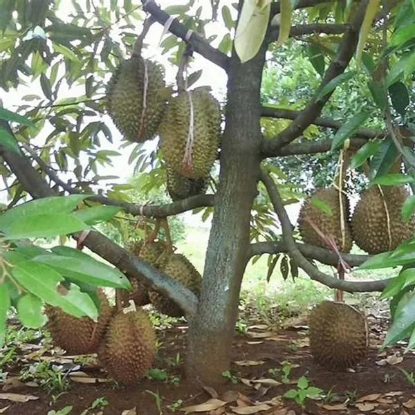 Duriyan_Durian_Durio_Zibethinus_Fruit_Plant_(1.5-3_Feet_Height)