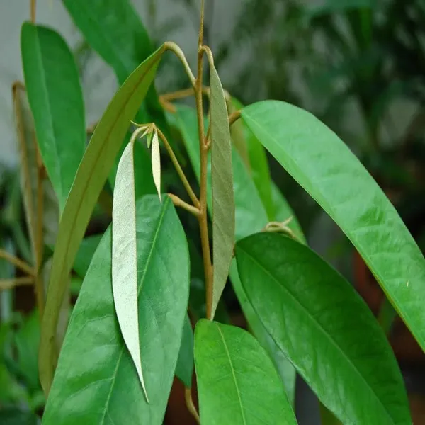 Duriyan_Durian_Durio_Zibethinus_Fruit_Plant_(1.5-3_Feet_Height)