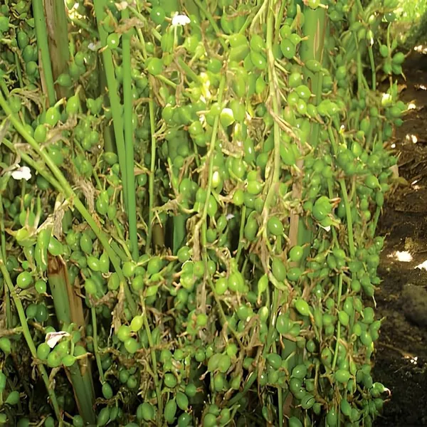 Elaichi_Cardamom_Spice_Plant_(1-2_Feet_Height)