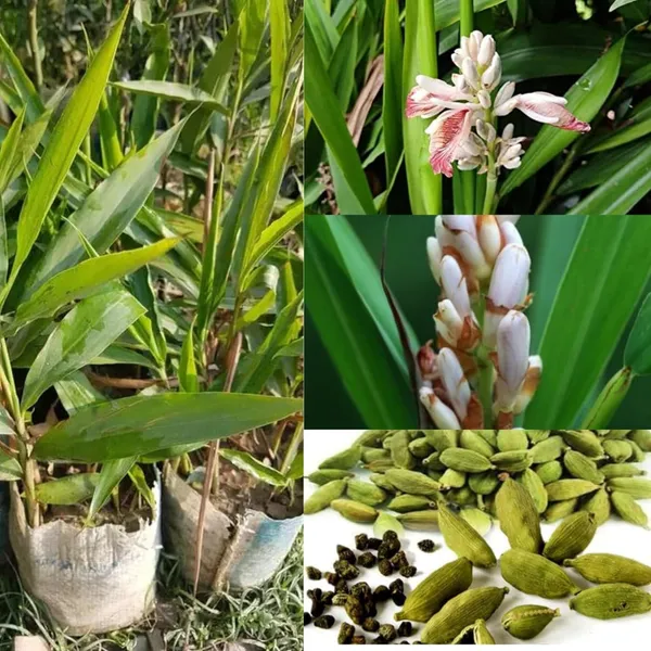 Elaichi_Cardamom_Spice_Plant_(1-2_Feet_Height)