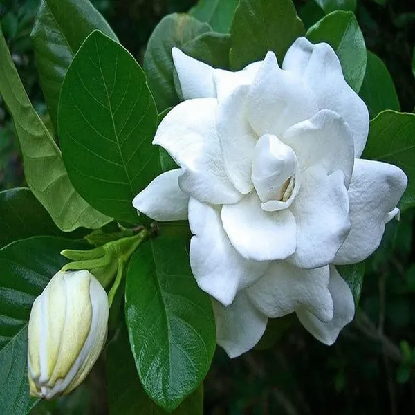 Gardenia_Gandharaj_Cape_Jasmine_Highly_Fragrant_Shrubs_Flower_Plant_(1-2_Feet_Height)
