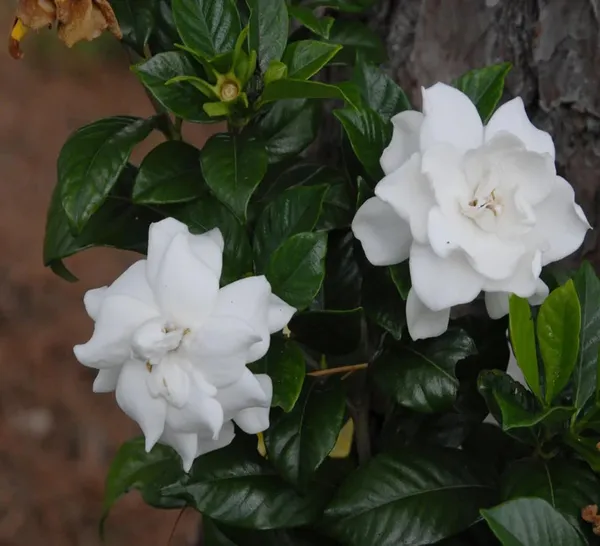Gardenia_Gandharaj_Cape_Jasmine_Highly_Fragrant_Shrubs_Flower_Plant_(1-2_Feet_Height)