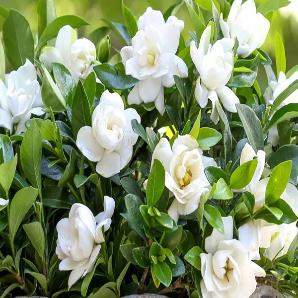 Gardenia_Gandharaj_Cape_Jasmine_Highly_Fragrant_Shrubs_Flower_Plant_(1-2_Feet_Height)