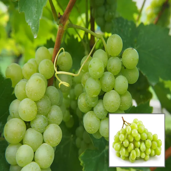 Ixora Farming Grapes Angoor Layering/Grafted Fruit Plant Price in India ...