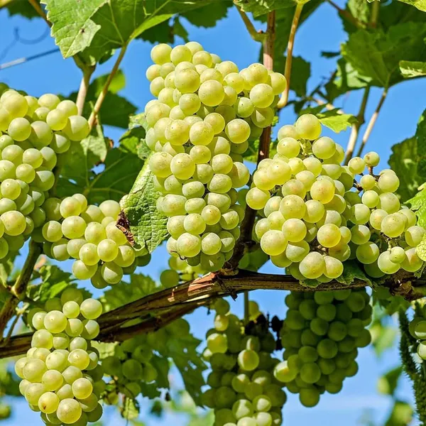 Grapes_Angoor_Layering/Grafted_Fruit_Plant