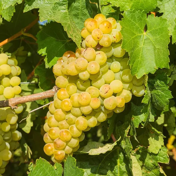 Grapes_Angoor_Layering/Grafted_Fruit_Plant