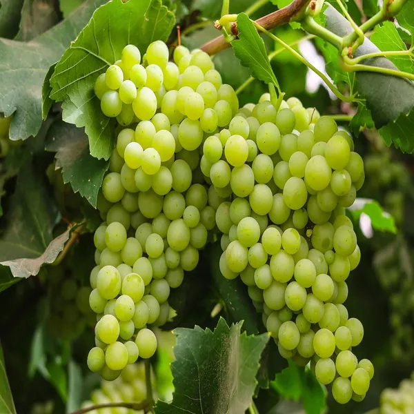 Grapes_Angoor_Layering/Grafted_Fruit_Plant