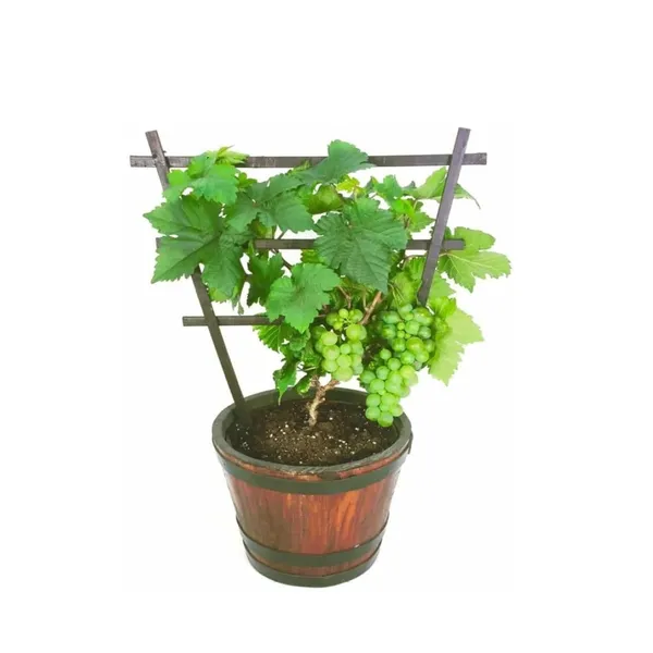 Grapes_Angoor_Layering/Grafted_Fruit_Plant
