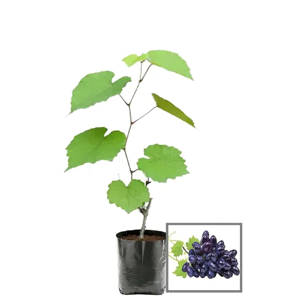Black_Sharad_Seedless_Grapes_Angoor_Layering/Grafted_Fruit_Plant