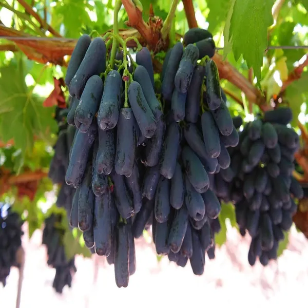 Black_Sharad_Seedless_Grapes_Angoor_Layering/Grafted_Fruit_Plant