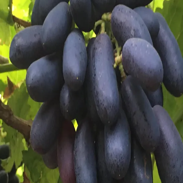 Black_Sharad_Seedless_Grapes_Angoor_Layering/Grafted_Fruit_Plant