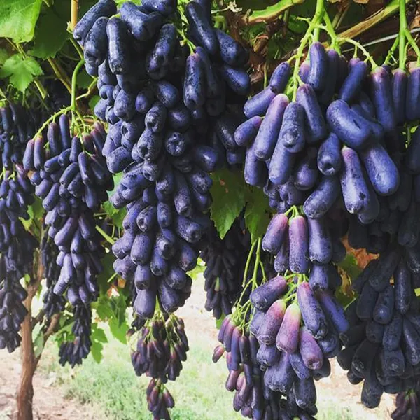 Black_Sharad_Seedless_Grapes_Angoor_Layering/Grafted_Fruit_Plant