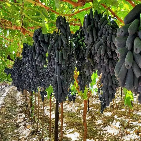 Black_Sharad_Seedless_Grapes_Angoor_Layering/Grafted_Fruit_Plant