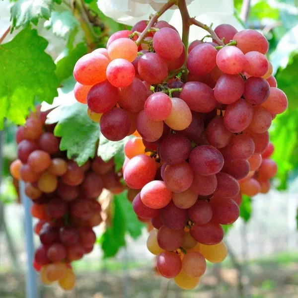 Red_Flame_Seedless_Grapes_Angoor_Layering/Grafted_Fruit_Plant