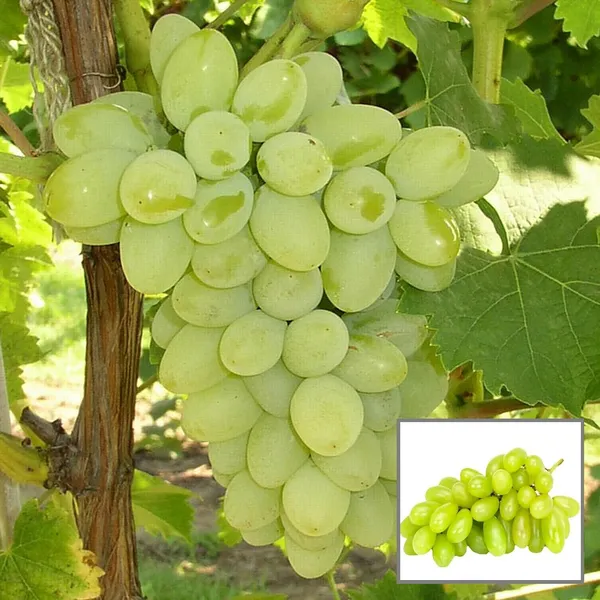 Super_Sonaka_Seedless_Grapes_Angoor_Layering/Grafted_Fruit_Plant