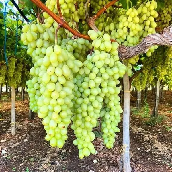 Super_Sonaka_Seedless_Grapes_Angoor_Layering/Grafted_Fruit_Plant