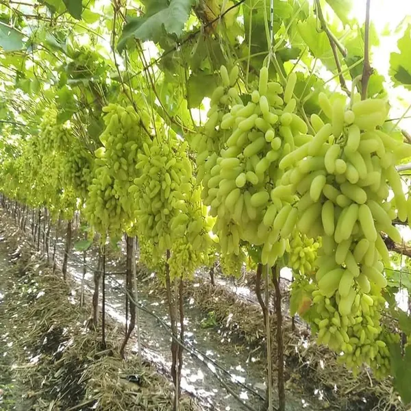 Super_Sonaka_Seedless_Grapes_Angoor_Layering/Grafted_Fruit_Plant