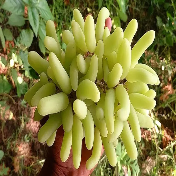 Super_Sonaka_Seedless_Grapes_Angoor_Layering/Grafted_Fruit_Plant