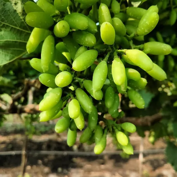 Super_Sonaka_Seedless_Grapes_Angoor_Layering/Grafted_Fruit_Plant