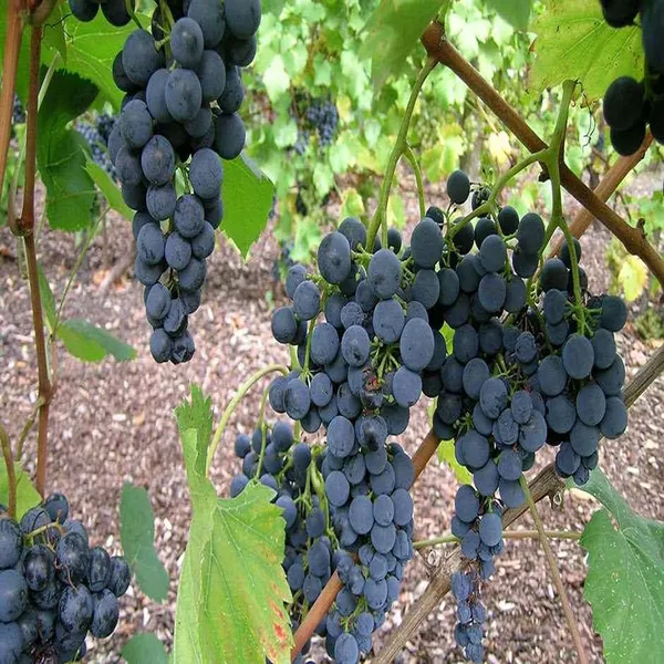 Black_Grapes_Angoor_Layering/Grafted_Fruit_Plant