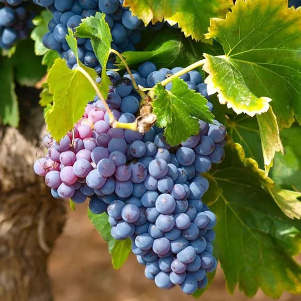 Black_Grapes_Angoor_Layering/Grafted_Fruit_Plant