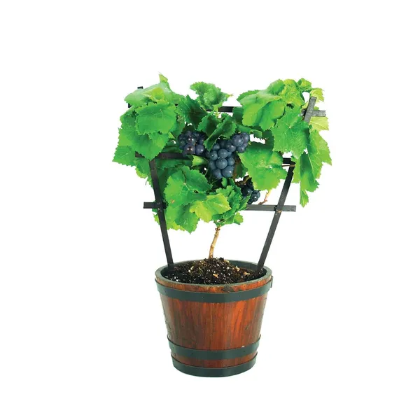 Black_Grapes_Angoor_Layering/Grafted_Fruit_Plant