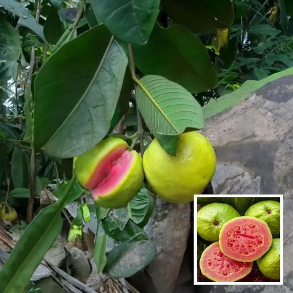 Pink_Lalit_Lalitha_Guava_Amrood_Layering/Grafted_Fruit_Plant_(1.5-3_Feet_Height)