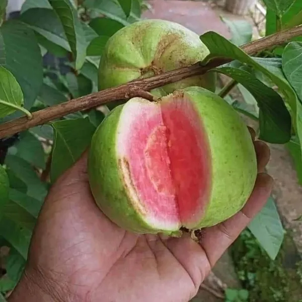 Pink_Lalit_Lalitha_Guava_Amrood_Layering/Grafted_Fruit_Plant_(1.5-3_Feet_Height)